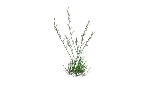 Deschampsia Cespitosa Grass