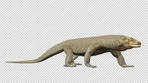 Komodo Dragons Idle Right View Loop