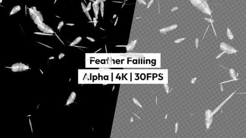 Realistic White Feathers Falling Alpha Channel Overlay