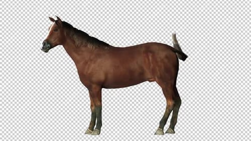 Horse Idle 2 Left View Loop
