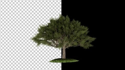 3D Tree Animation 4K Alpha Channel V2