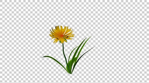 Swaying Yellow Wildflower Animation with Green Leaves