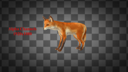 Animated 3D Red Foxes Walking Cycle