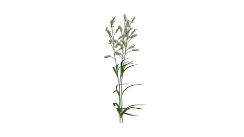 Canary Grass
