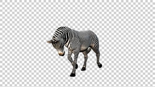 Zebra Walk Back Angle View