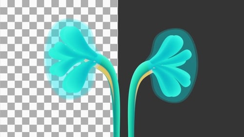 3D Animation of Human Kidneys | Alpha Channel