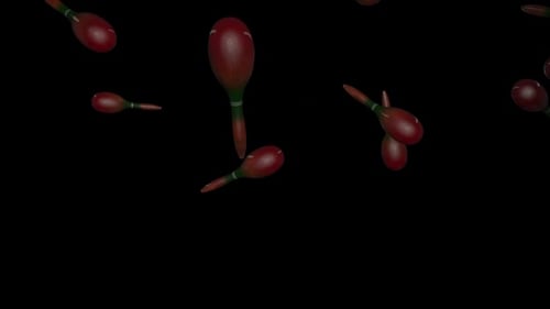 Falling Maracas