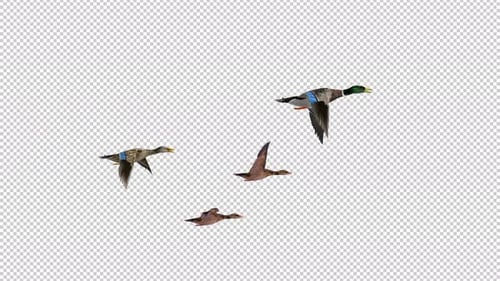Wild Game Birds - Family Flock of 4 Mallard Ducks - Flying Over Screen - Side View MS - 4K