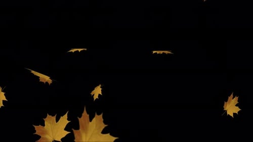 Realistic Falling Autumn Maple Leaves Overlay