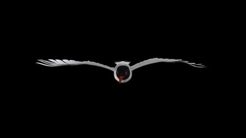 Seagull Bird - Eurasian Mediterranean Black Headed - Flying Loop - Front View CU - Alpha Channel
