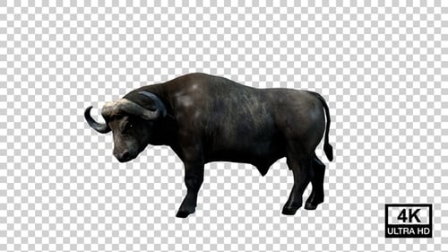 Buffalo Hits Right Side View