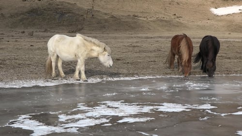 Icelandic horse standing on field in nature landscape with mountains. Endemic rural animals graze.