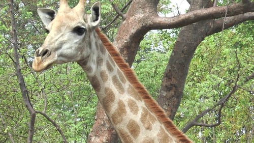 Porträt Die afrikanische Giraffe frisst grüne Blätter von Ästen. Wunderschöne exotische Fauna Afrikas.