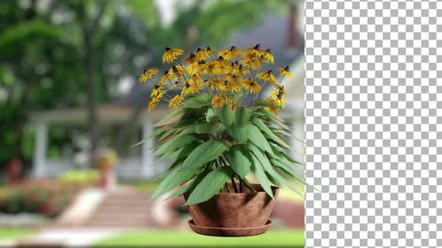 Animated 3D Potted Yellow Flower Plant Alpha Channel