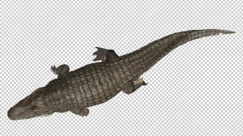 Alligator Walk Top View Loop