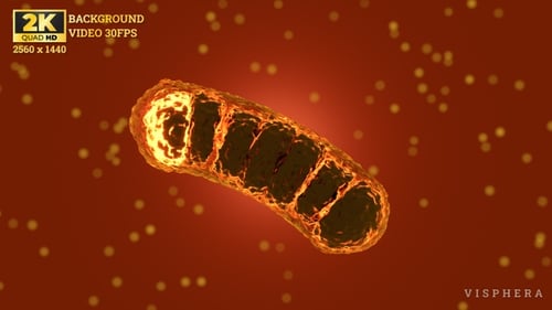 Mitochondria Cell | Looping Video