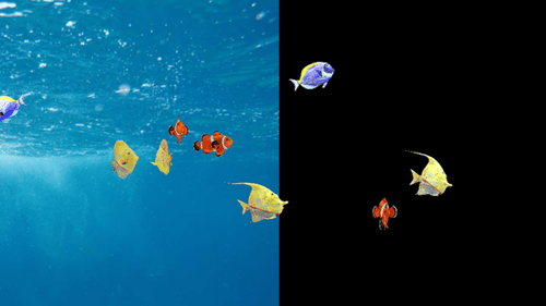 Sea Small Fish Swimming Idle