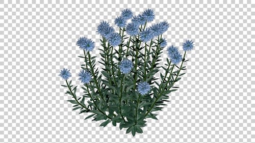 Flores de Piscan