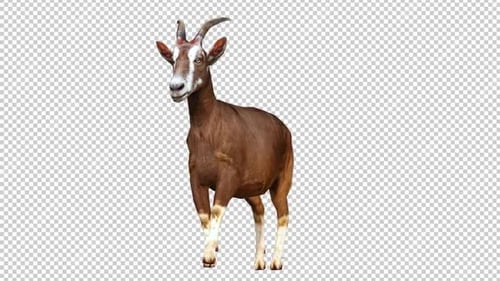 Boucle de vue gauche de Goat Walk2
