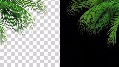 Realistic Tropical Palm Leaves Corner Frame Animation