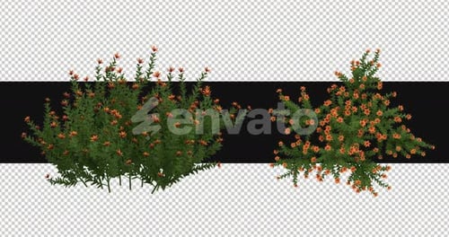 Pack Of 2 Ornithogalum With Flowers On Alpha Loop