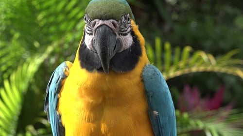 Porträt einer schönen gelb-blauen Papageien-Nahaufnahme. Der tropische Vogel ruht auf einem Baum. Ara Papageienkopf