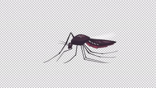 Mosquito 4K
