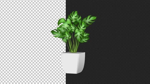 Animated Monstera Plant with Alpha Channel Reveal