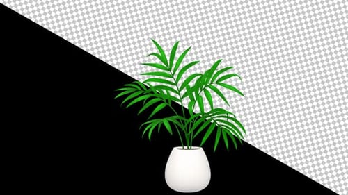 Pot Plant Animation