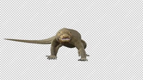 Boucle de vue avant de Komodo Dragons Tail Attack