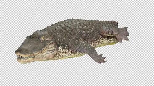 Alligator Swim Left View Loop