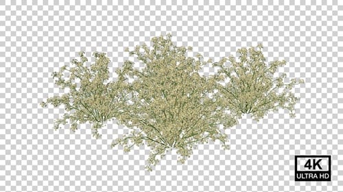 Flowering Plant Growth Time Lapse Animation