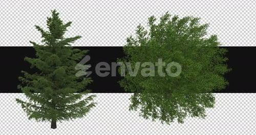 Larix Decidua-Bäume, die sich auf Alpha im Wind bewegen, 2 Stück