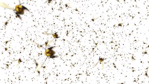 Swarm of Honey Bees Flying on Green Screen Loop Animation Backgrounds.