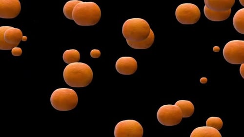 Natural Floating Oranges Looping Animation