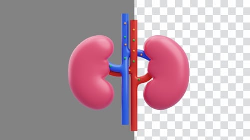 3D Animation of Kidneys Vital Role and Complex Function of Important Organs | Alpha Channel