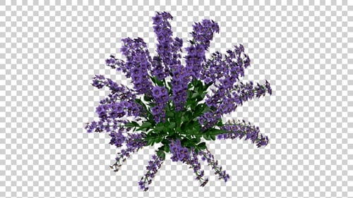 Animated Purple Flower Plant with Transparent Alpha Channel
