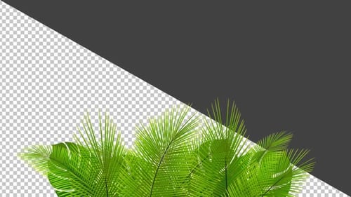 Waving Palm And Exotic Plant Leaves - Full HD Alpha