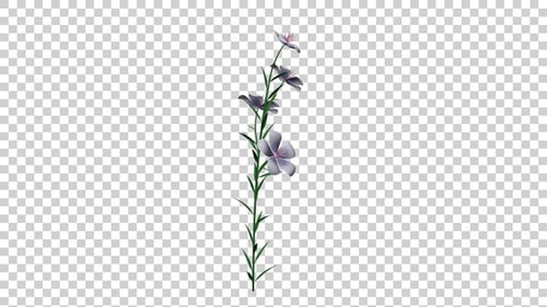 Delicate Blooming Purple Flower Stem Animation