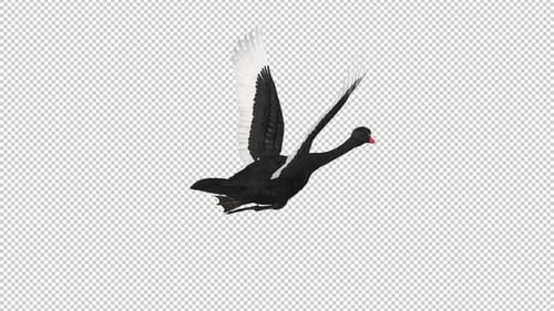 Cisne negro, ave acuática salvaje, bucle volador, parte trasera aérea, CU, canal alfa, 4K