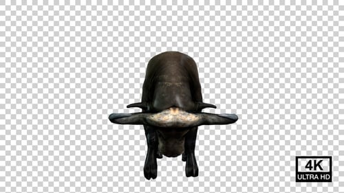Buffalo Fight Idle Front View
