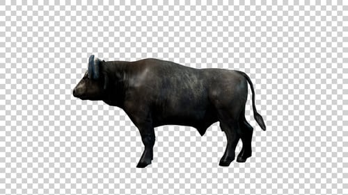 Buffalo Stand Up Side View