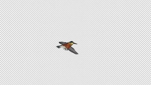 River Kingfisher Bird - Flying Transition - III - Alpha Channel