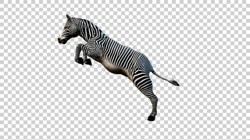 Zebra springt von der Seite