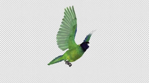 Black-Hooded Green Parakeet - American Parrot Bird - Long Angle CU - Flying Loop - Alpha Channel