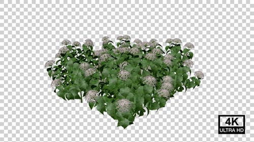 Hydrangea Flower Plants Growing