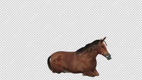 Horse Laydown Right View
