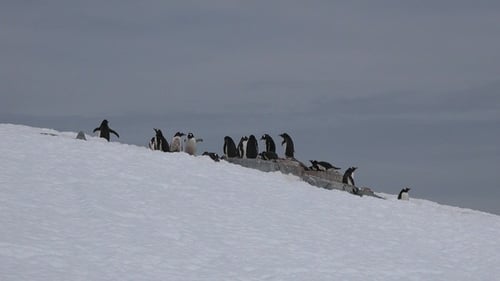 Penguins Grouped Together on a Snowy Hill