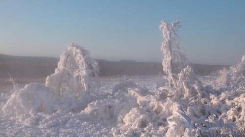Snow-covered trees and glistening frost along the horizon. Nature's winter wonderland.