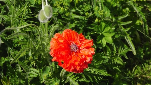 Wunderschöne Blumen. Mohnblumen. Feld wilder Mohnblumen. Wiese mit leuchtend roten und gelben Blüten.